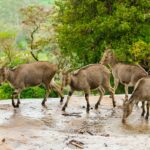 Four Nilgiri Tahr mountain goats walking on a rocky cliff in Eravikulam National Park Munnar