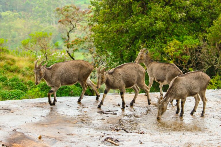 Four Nilgiri Tahr mountain goats walking on a rocky cliff in Eravikulam National Park Munnar