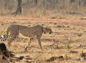 പോരുന്നോ ഒരു ചീറ്റപ്പുലി സഫാരിക്ക്?. India’s First Cheetah Safari at Kuno National Park.