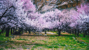 മഞ്ഞില്ലാത്ത ലഡാക്ക് കണ്ടിട്ടുണ്ടോ? Ladakh’s Apricot Blossom Festival.