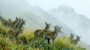 Eravikulam National Park Re Opens to Tourists with New Attractions