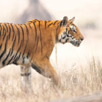 Bengal Tiger spotted during Bandhavgarh National Park Safari