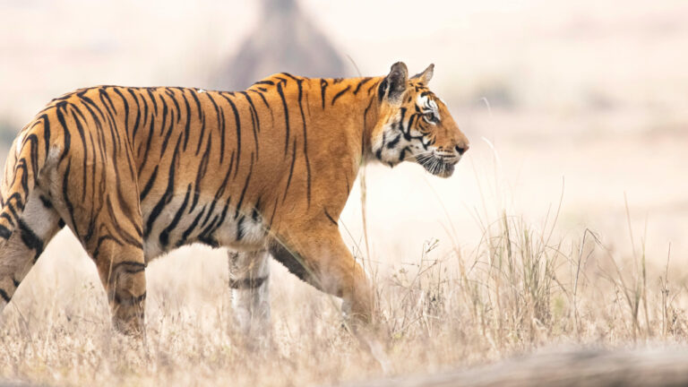 Bengal Tiger spotted during Bandhavgarh National Park Safari