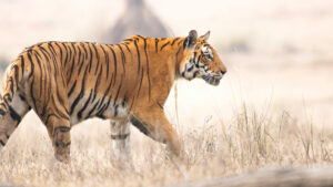 Bandhavgarh National Park Safari 2026: ഇവിടെ വന്നാൽ ടൈഗർ sighting ഉറപ്പ്.