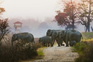 ​Eco-Tourism & Wildlife Travel Destinations in India 2026: പുതിയ പ്രവണതകളും അനുഭവങ്ങളും.