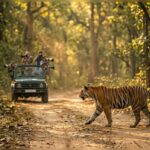Tourists photographing a tiger crossing the road during a jeep safari in Bandhavgarh National Park