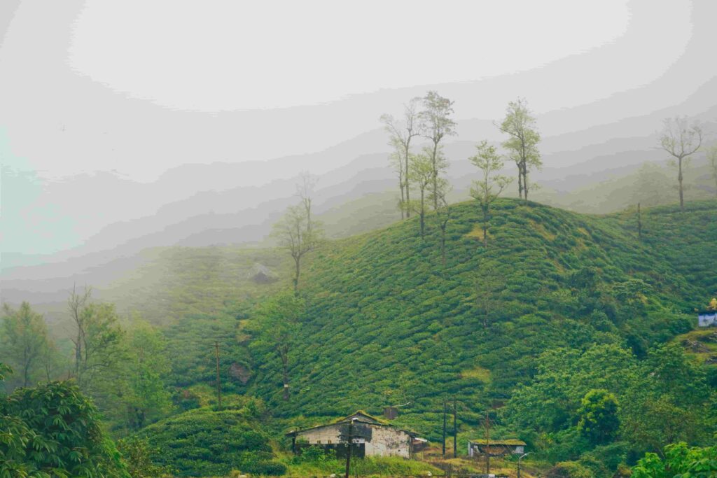 ​A rustic cottage nestled at the base of a vibrant green tea plantation hill covered in dense monsoon fog and tall trees in Valparai, Tamil Nadu.
