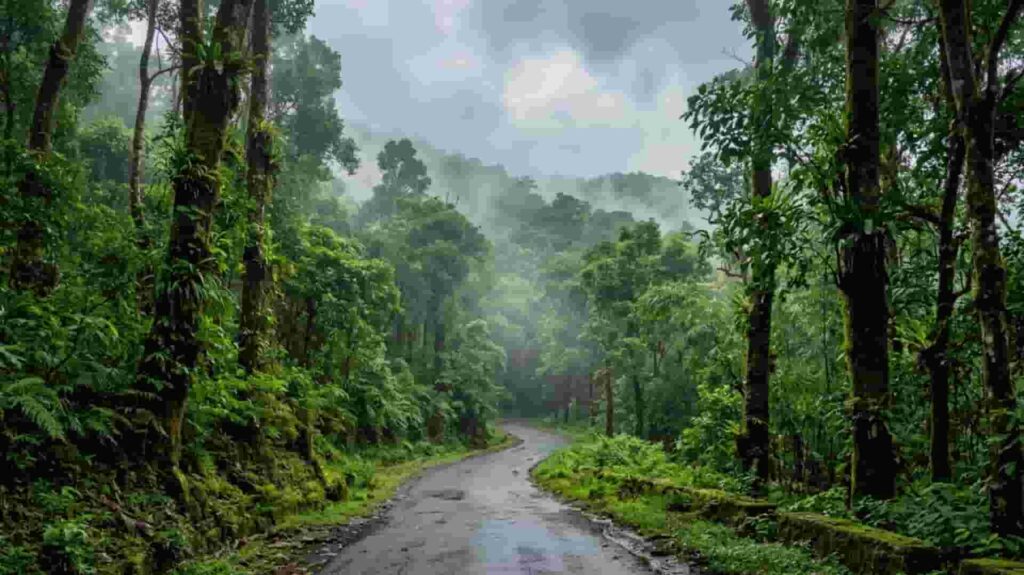 Wet winding road through the misty forests and hills of Wayanad during the monsoon season