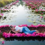 A drone travel photograph of a young Indian woman in a white shirt and blue jeans resting in a wooden boat lined with pink Kerala water lilly blossoms in Pallom Kottayam Malarikkal.