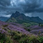 Chokramudi covered in Neelakurinji Munnar flowers during the 2026 Munnar bloom